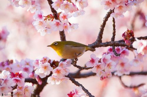 Птица на дереве цветущей вишни