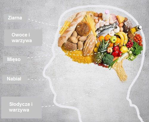 Мозг, наполненный пищей