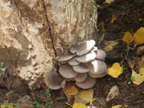 Устричные грибы на дереве