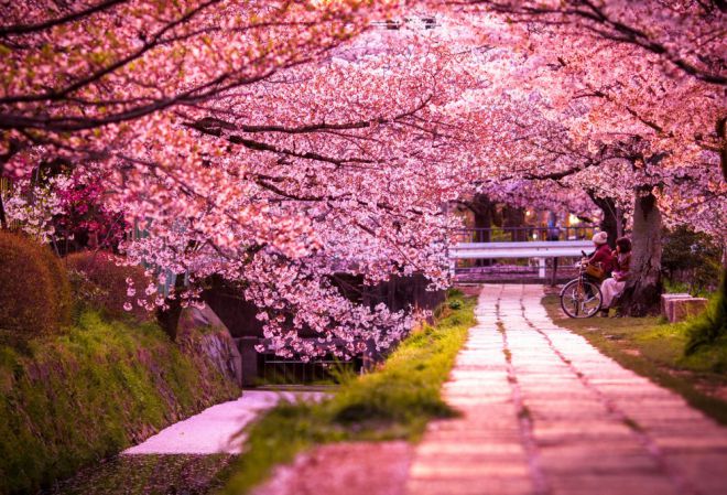в Японии, сакура 15 цветов