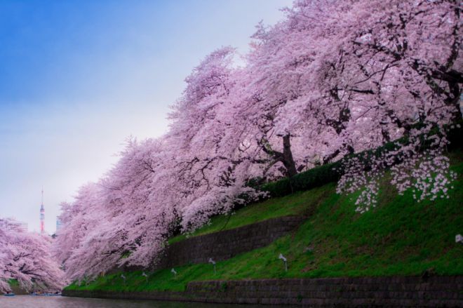 в Японии, сакура 16 цветов