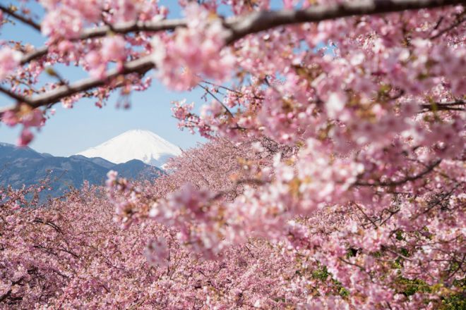 в Японии, сакура 17 цветёт