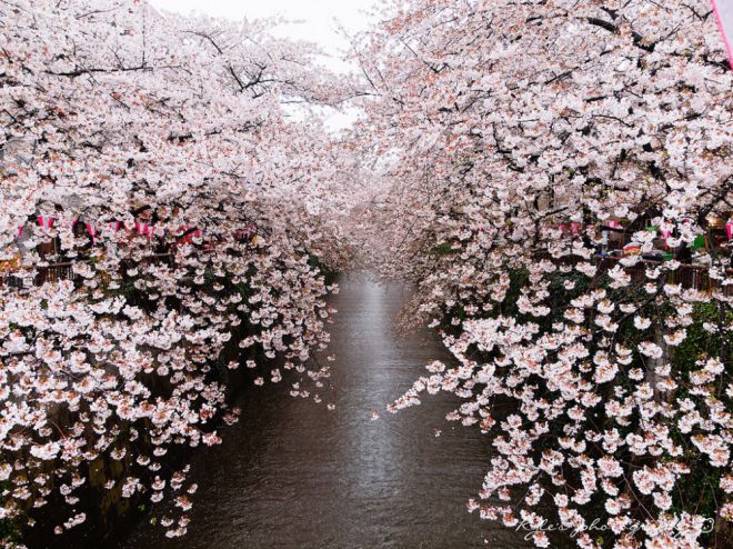 в Японии, сакура 4 цветения