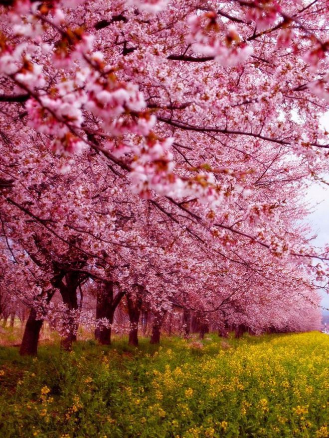 Сакура 6 расцветает в Японии