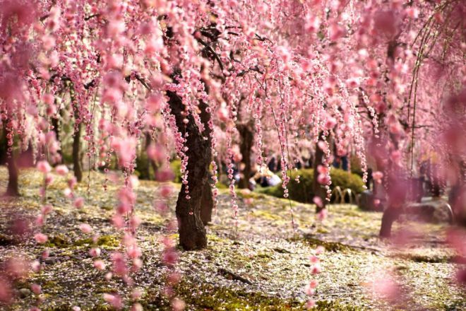 в Японии, сакура 7 цветёт