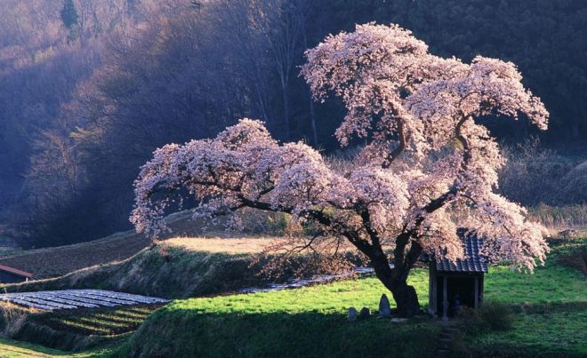 в Японии, сакура 8 цветёт