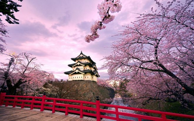 в Японии сакура 9 цветёт
