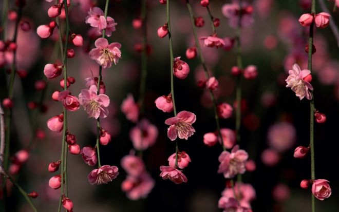 в Японии, сакура 10 цветов