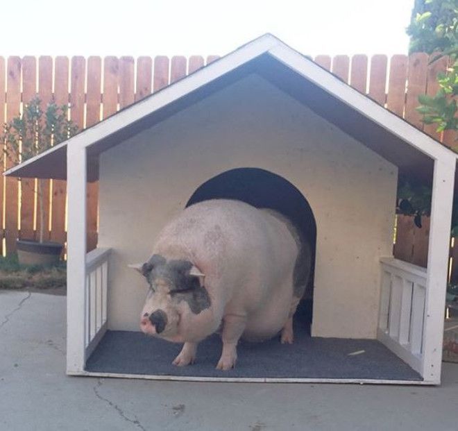 свинья в доме
