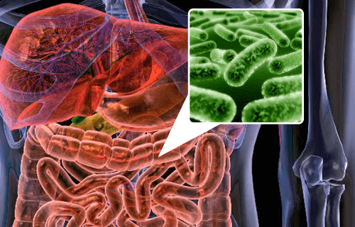 Бактериальная кишечная флора и кишечное здоровье