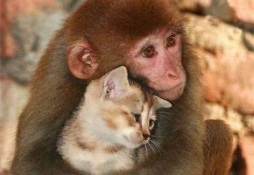 Животные - обезьяна обнимает кота