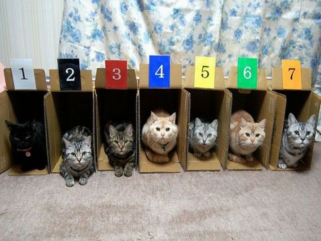 семь кошек