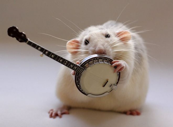 крысы играют на музыкальных инструментах 5