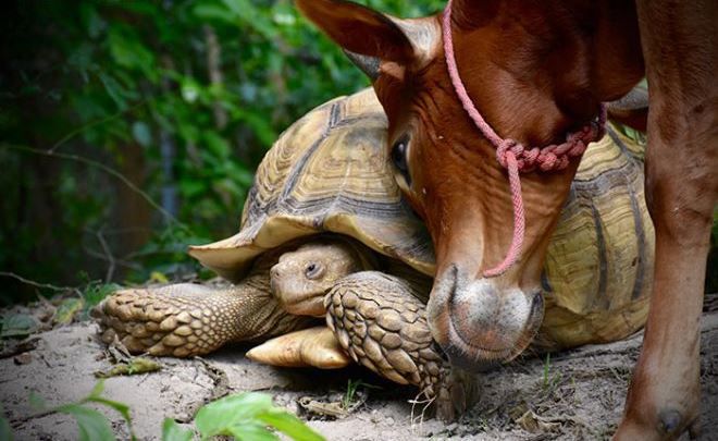 дружба теленка и черепахи