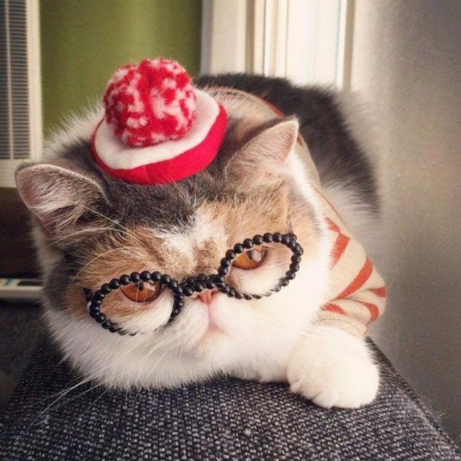 Хипстер Буон, кошка, завоевавшая Instagram