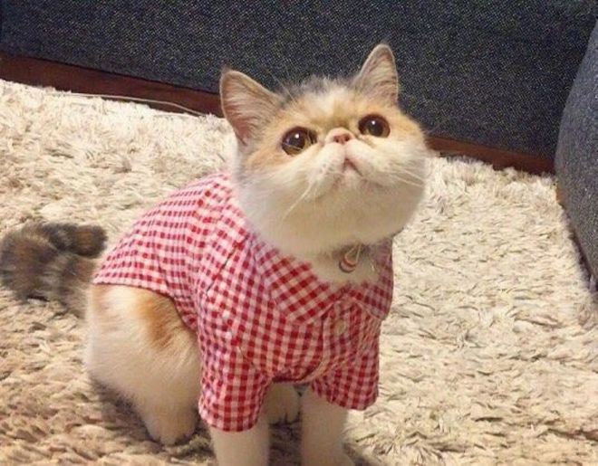 Хипстерский котенок, завоевавший Instagram