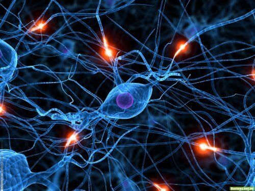 Блуждающий нерв стимулирует регенерацию клеток организма