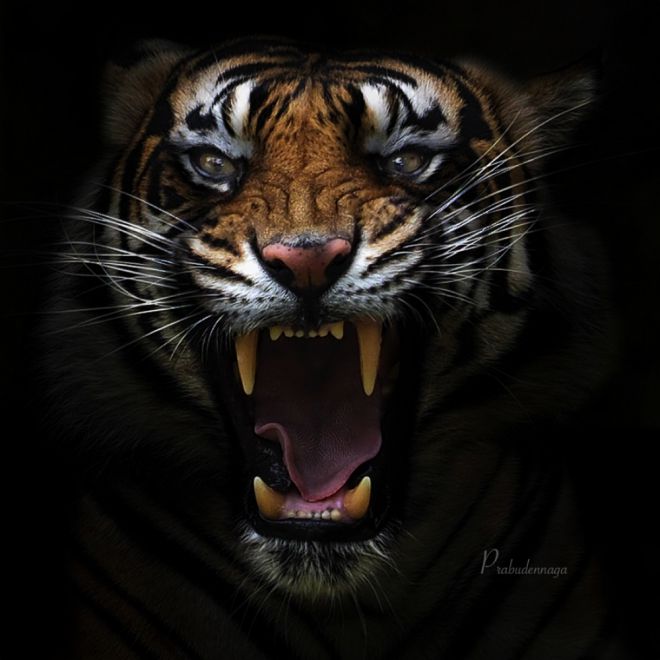 тигры 7