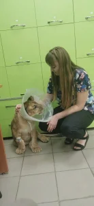 оказание помощи животному