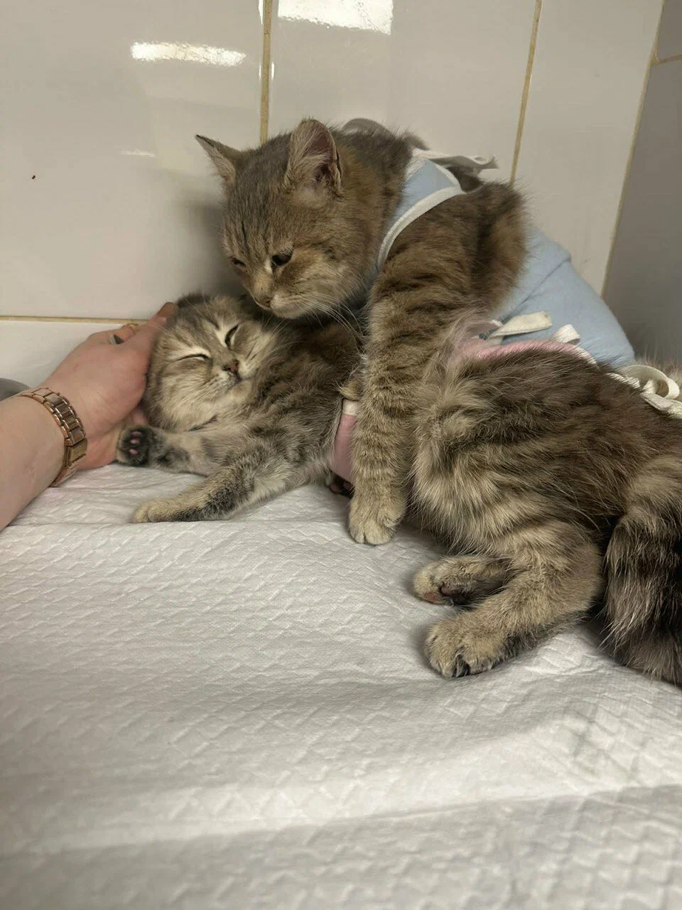 реабилитация питомца